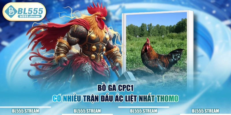 Bồ gà CPC1 có nhiều trận đấu ác liệt nhất Thomo