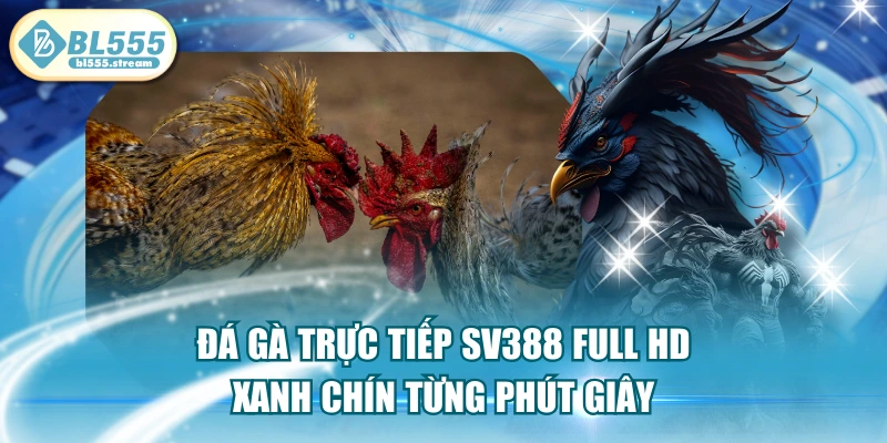 Đá Gà Trực Tiếp SV388 Full HD Xanh Chín Từng Phút Giây