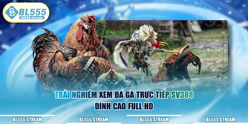 Trải nghiệm xem đá gà trực tiếp SV388 đỉnh cao Full HD